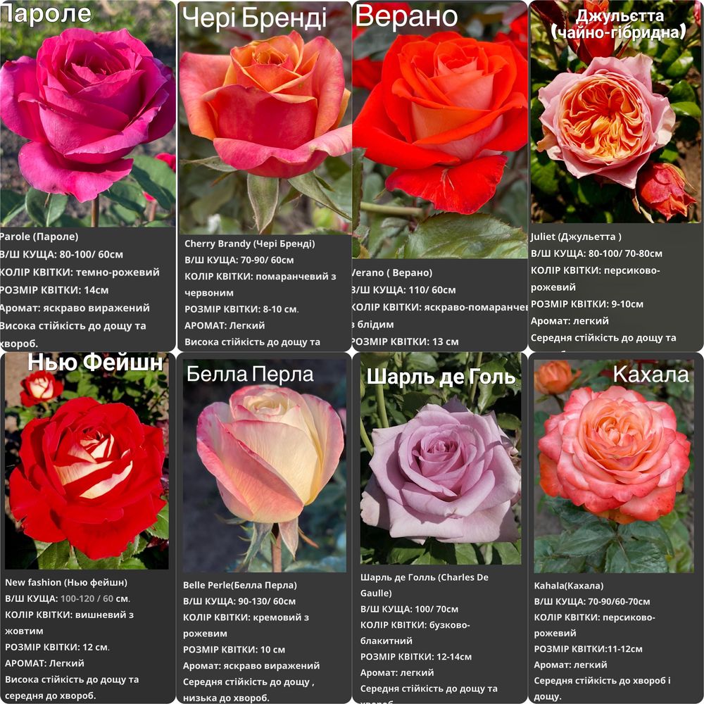 Саджанці чайно-гібридних, плетистих та паркових троянд ( саженцы роз)