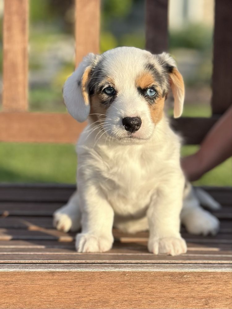 Вельш коргі з блакитними очима