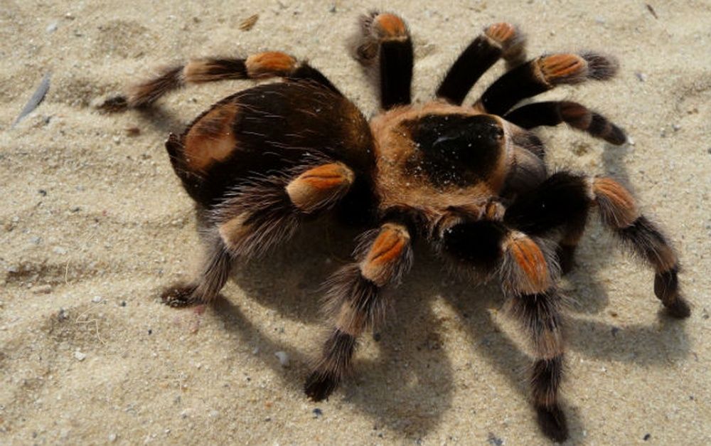 Самцы паука птицееда для новичков Brachypelma smithi