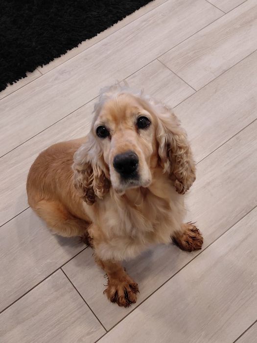 Mel- Cadela cruzada de cocker para adoção responsável