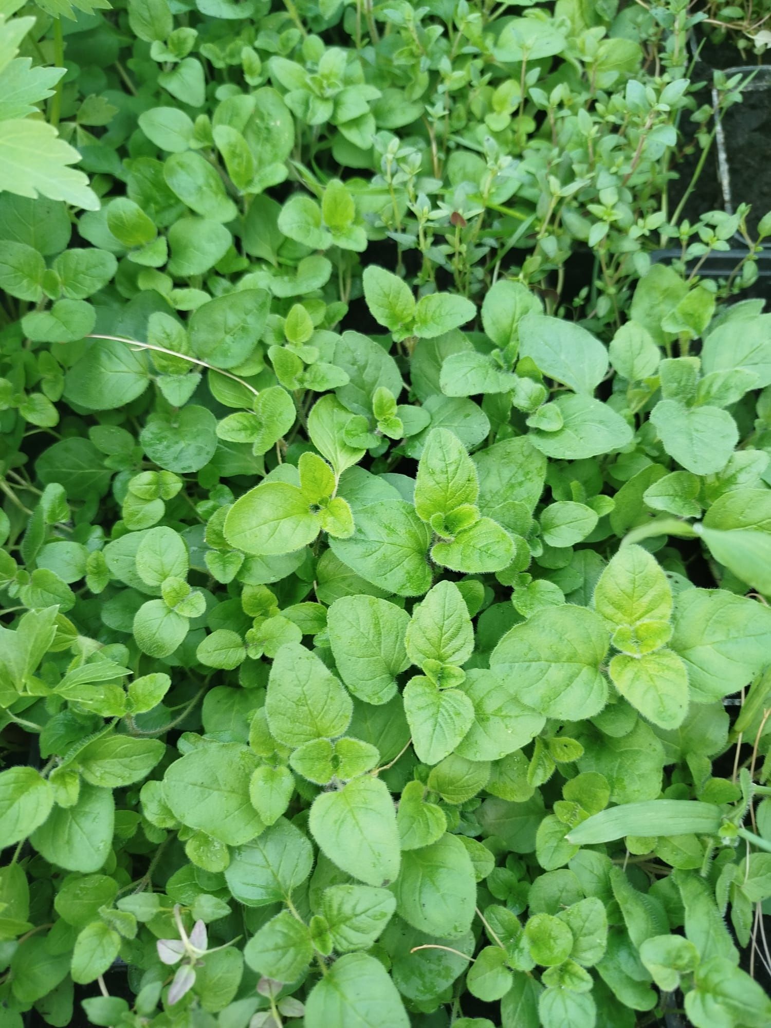 Zioła, bazylia oryginal, cytrynowa, oregano, tymianek,majeranek, mięta