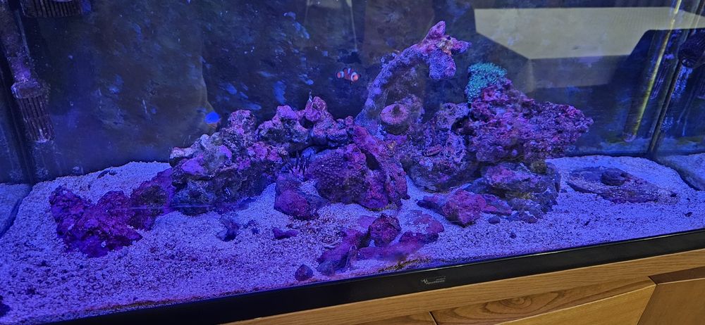 Vendo Aquario agua salgada