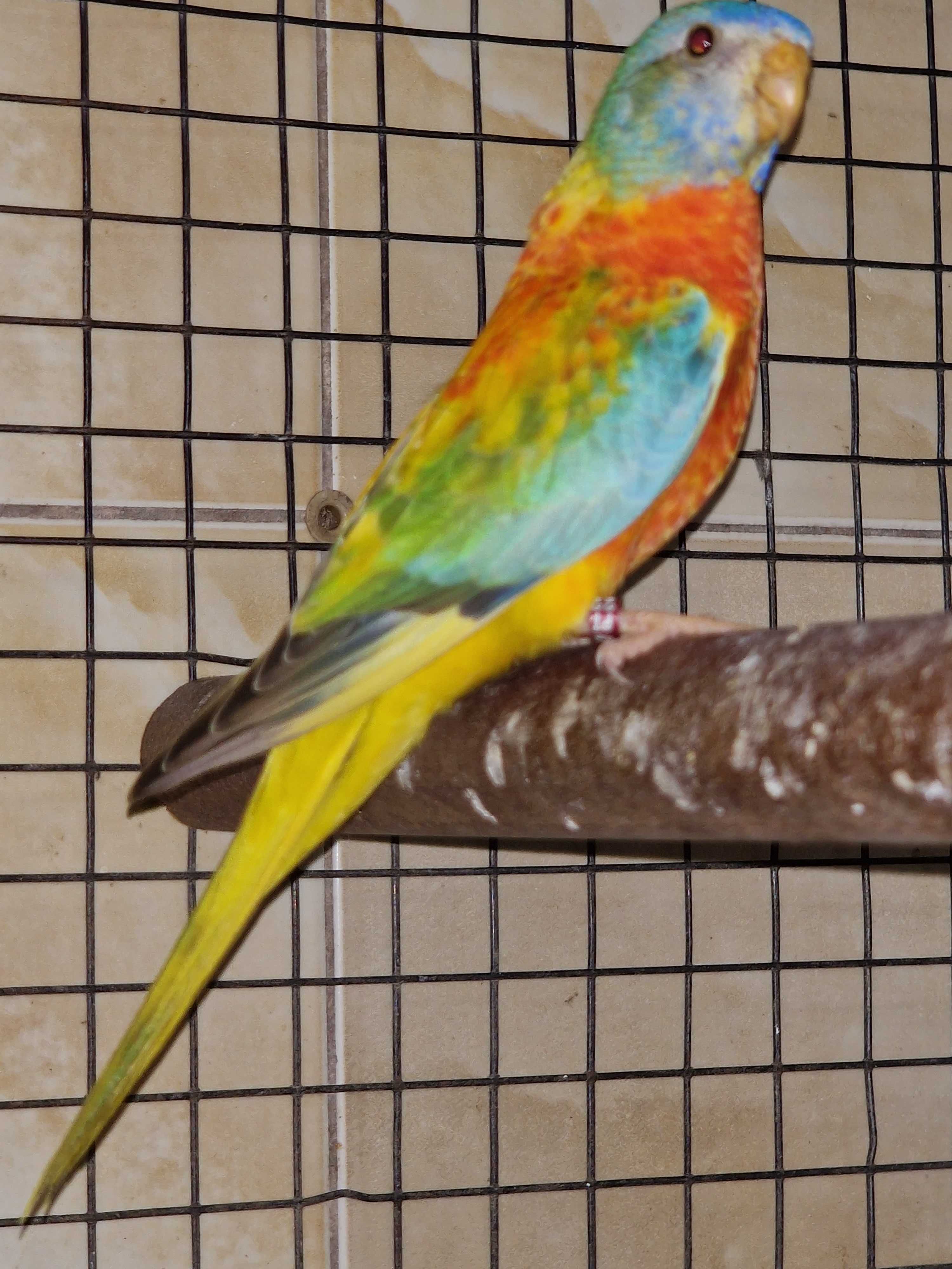 Tenho para ceder Esplendidos, Turquosines e bourkiss prontos a criarem