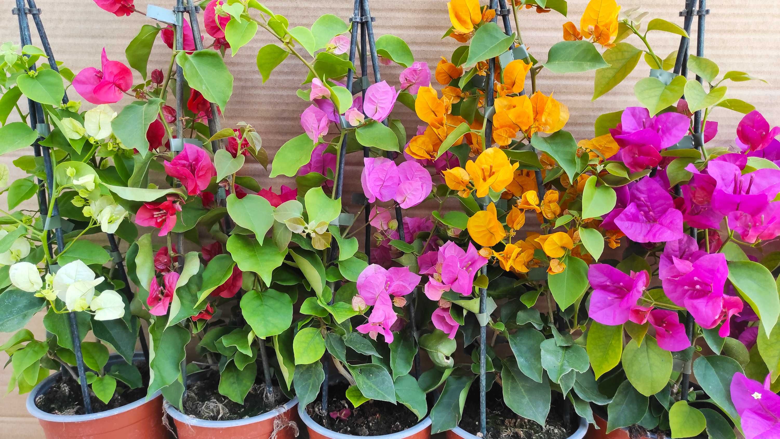 Bougainvillea - várias cores