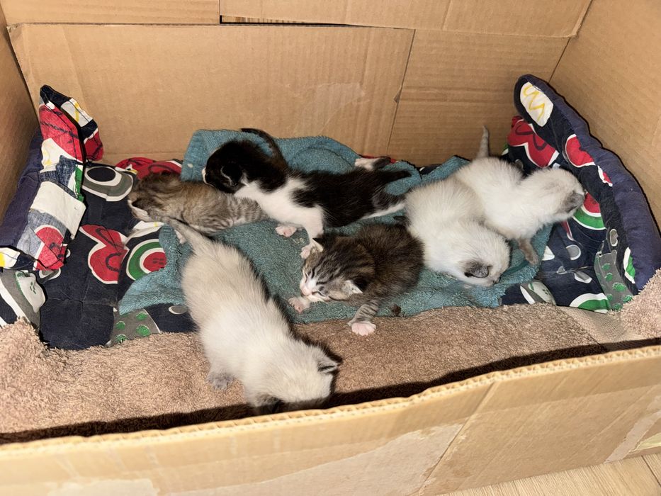 Adopção do gatinhos