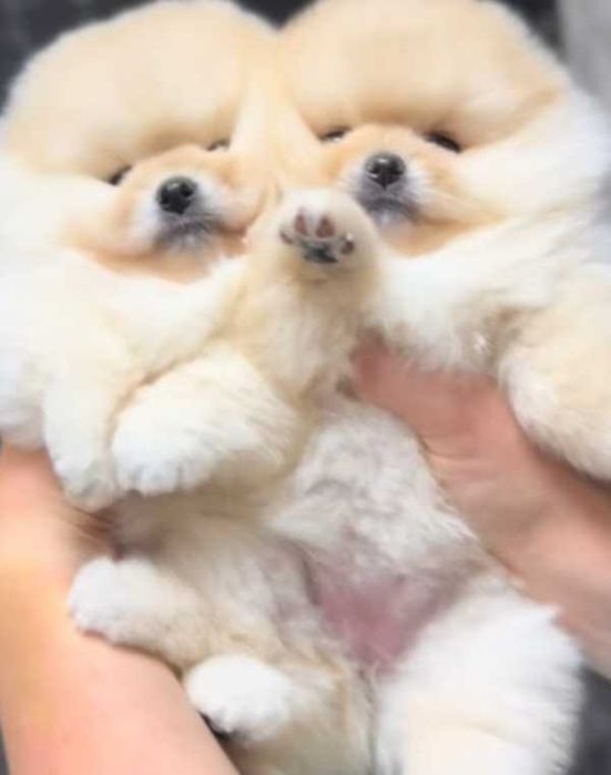 !!! Mały mini miś pomeranian