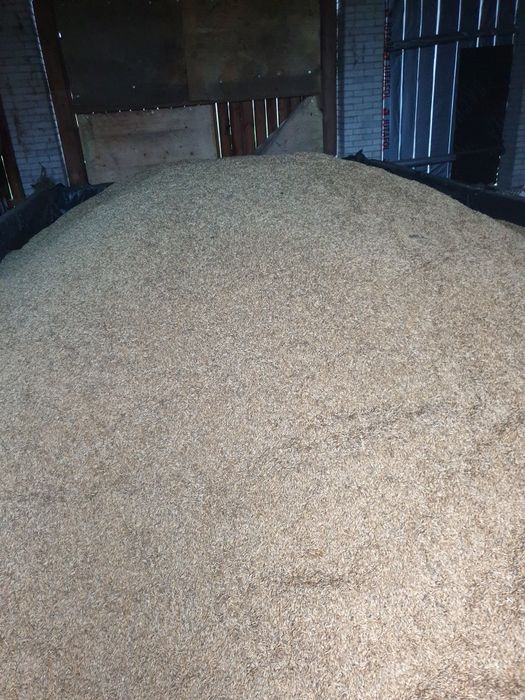 Sprzedam owies jary zbiór 2025