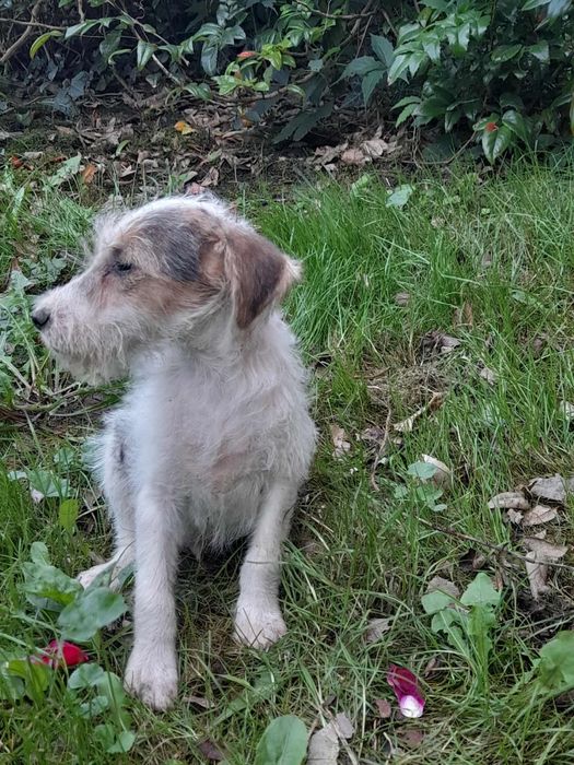 Szczeniak foksterier szorstkowłosy