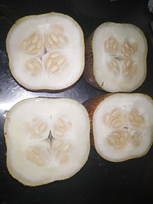 семена огурцов только  женские экземпляры