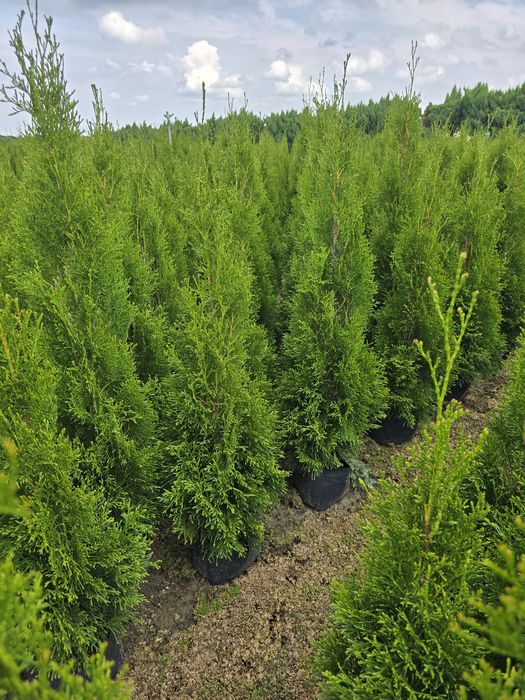 Tuja Smaragd 120 cm Dostawa gratis tuje 100 brabant szmaragd Zambrów