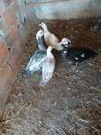 Patos mudos para a troca