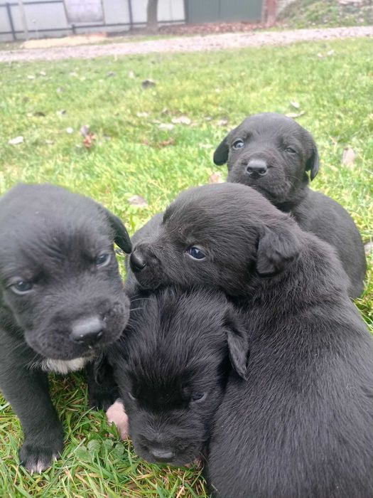Szczeniaki labrador