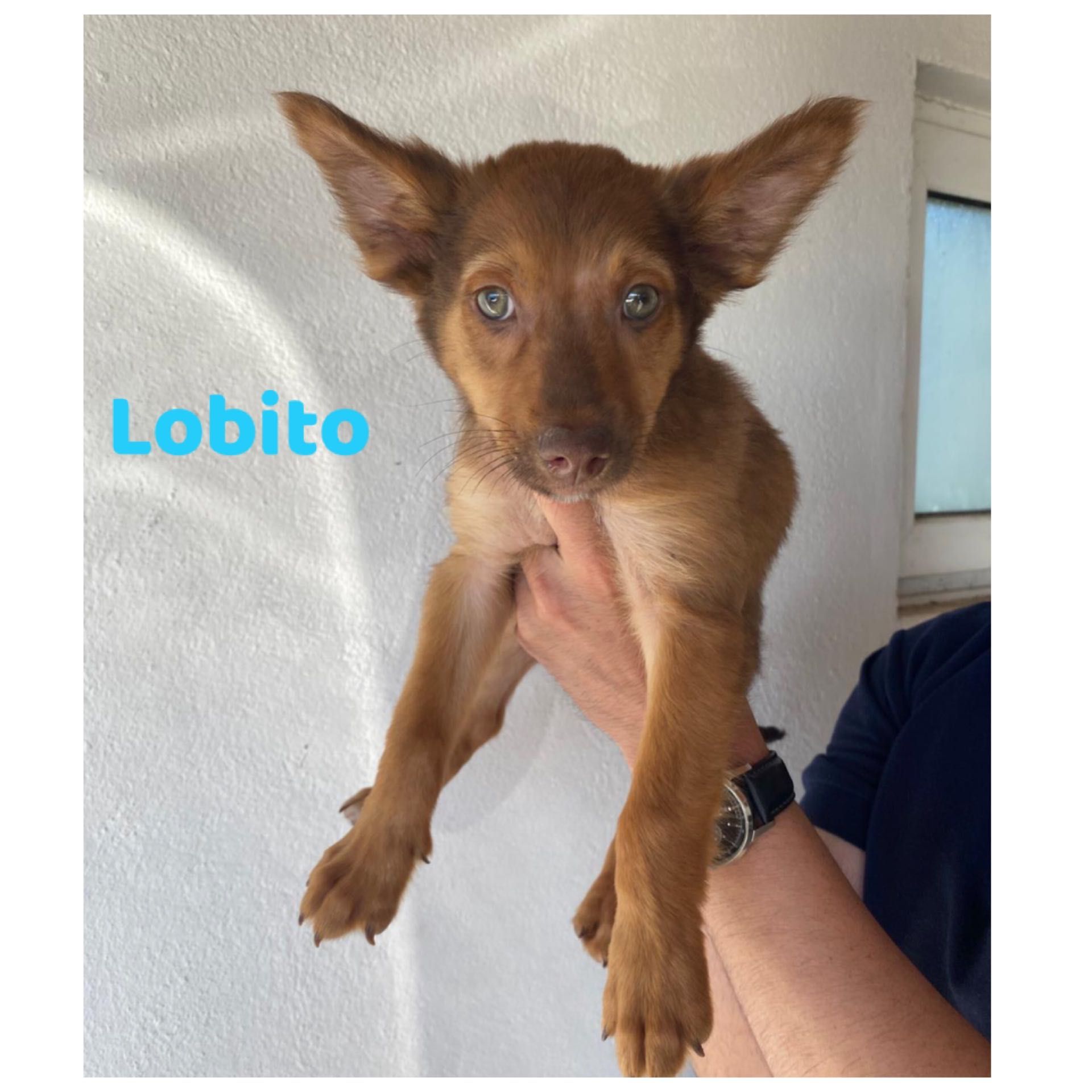 Cachorrinhos 2 meses adoção responsável