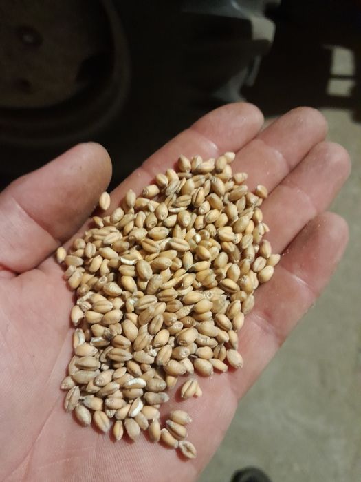 Pszenica pszenżyto owies groch bobik