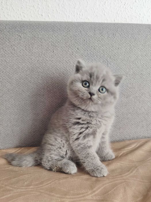 Kot Brytyjski Krótkowłosy WCF