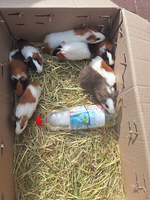 Морські свинки декоративні