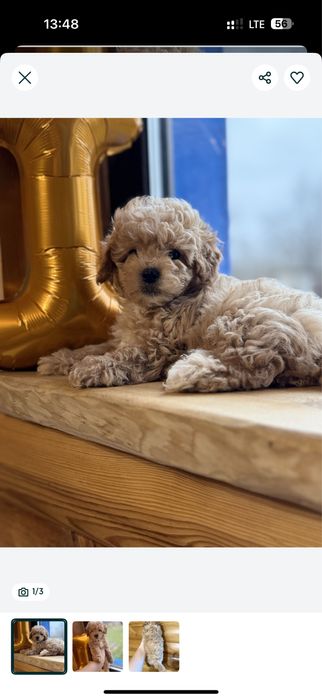 + Міні мальтипу з чіпом карамельні;