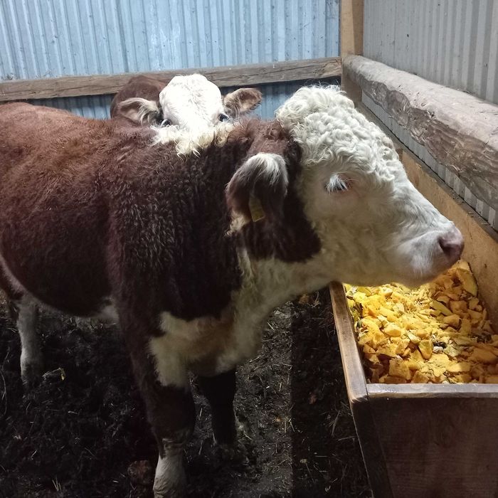 byczek HEREFORD zamiana sprzedaż