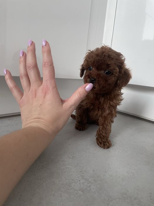 Suczka pudel TEACUP linia chińska BARDZO MALUTKA