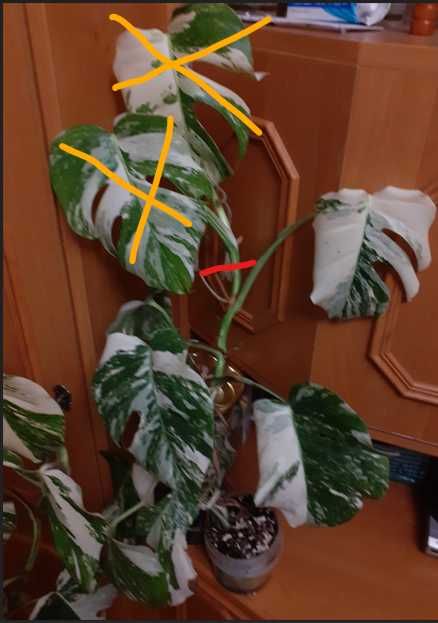 BIAŁA odmiana - Monstera VARIEGATA