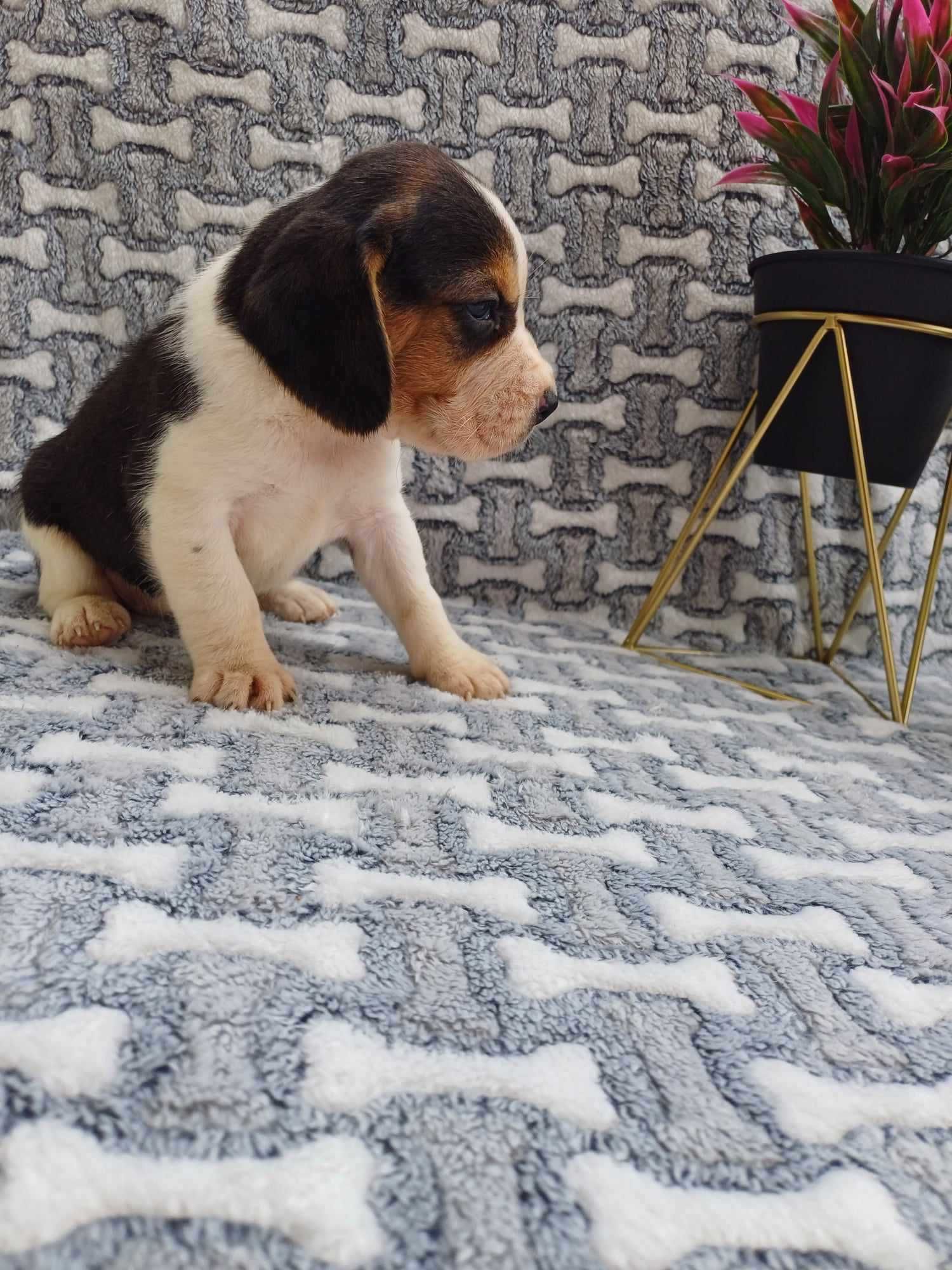 Beagle szczeniaczek suczka