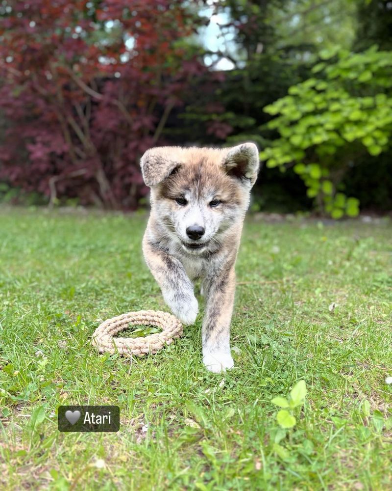 Atari- gotowy do odbioru szczeniak pręgowany piesek Akita Inu ZKwP FCI