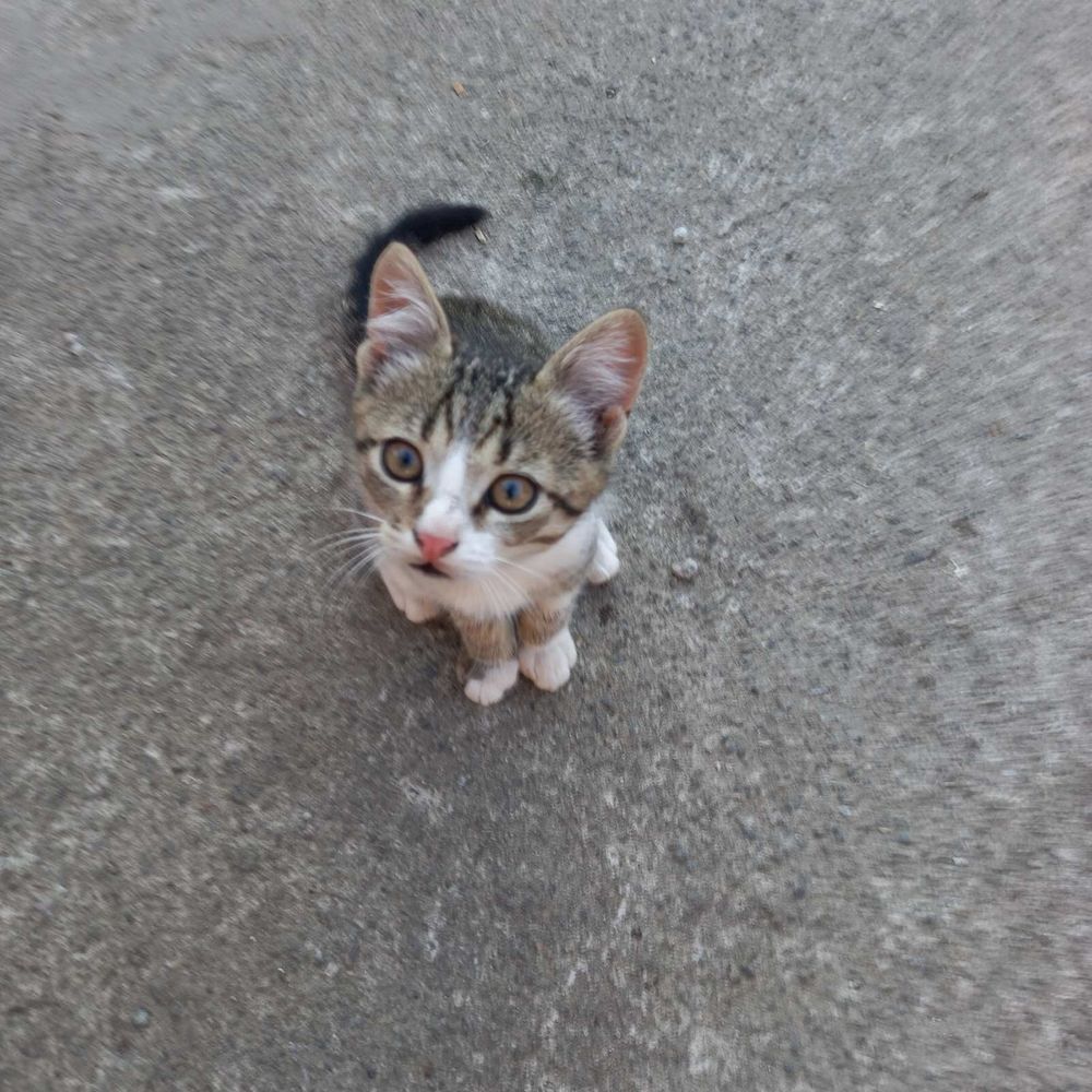 Бесплатно отдам котят