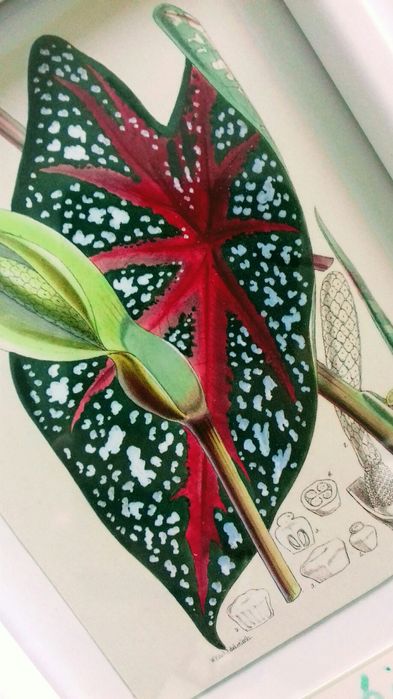 Kaladium w białej ramie plakat poster obraz natura eko bio boho design