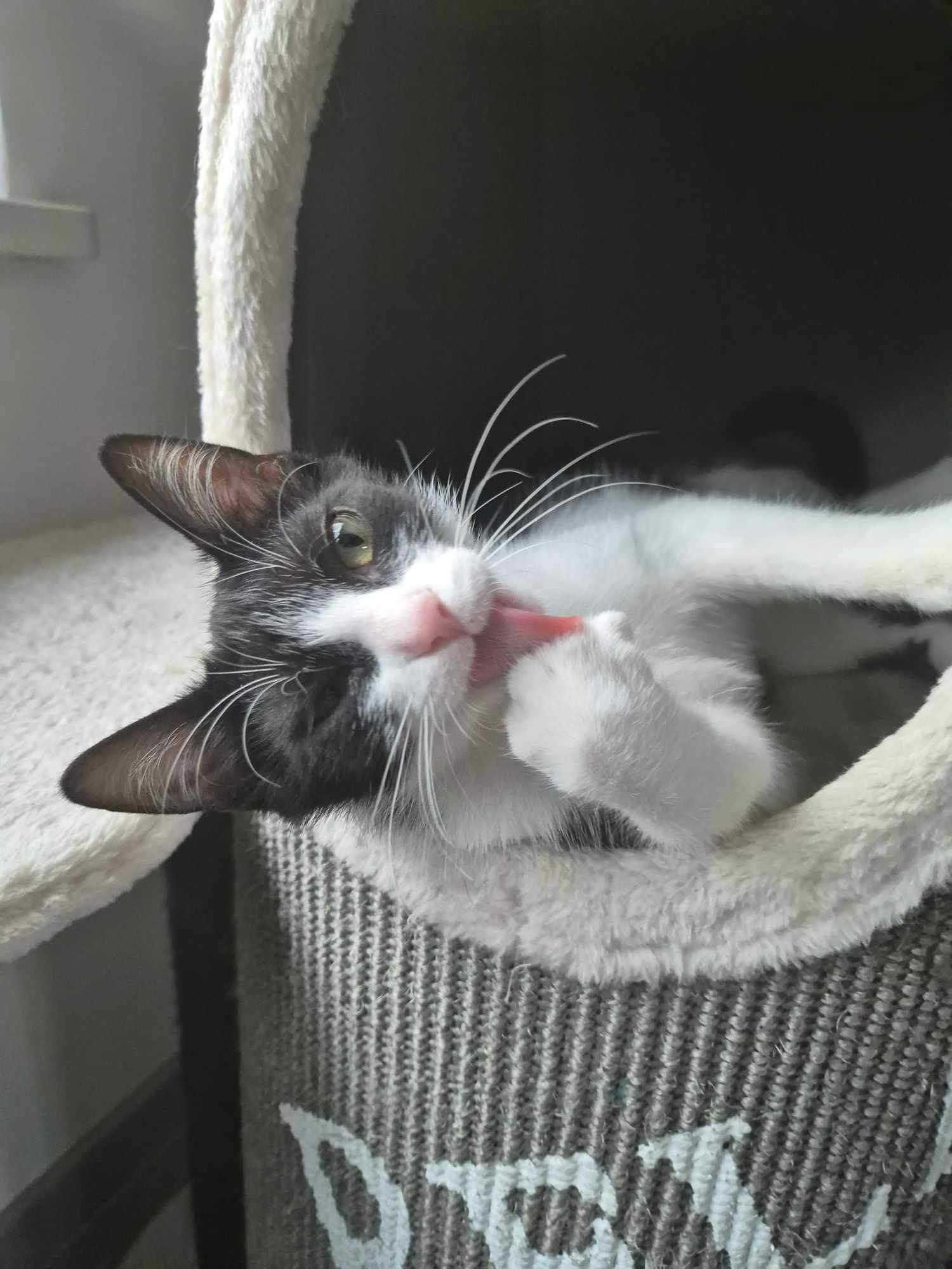 Półroczna koteczka młoda kotka kociak kocica do adopcji czarno-biała