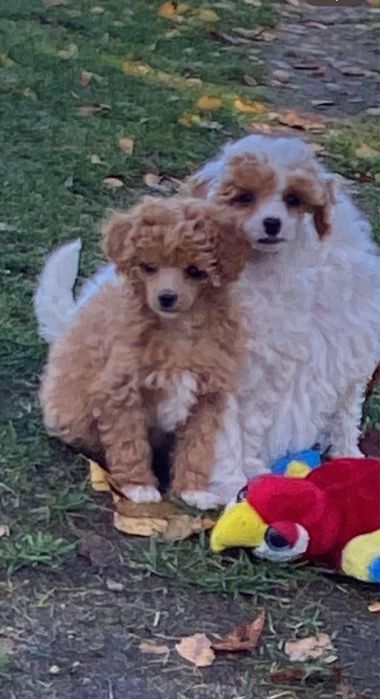 Sunia pudel toy/miniaturka  biało-ruda!!!