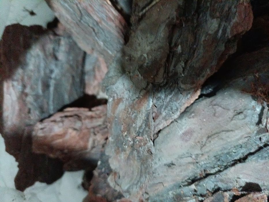 Кора декоративна я мешок сахарний