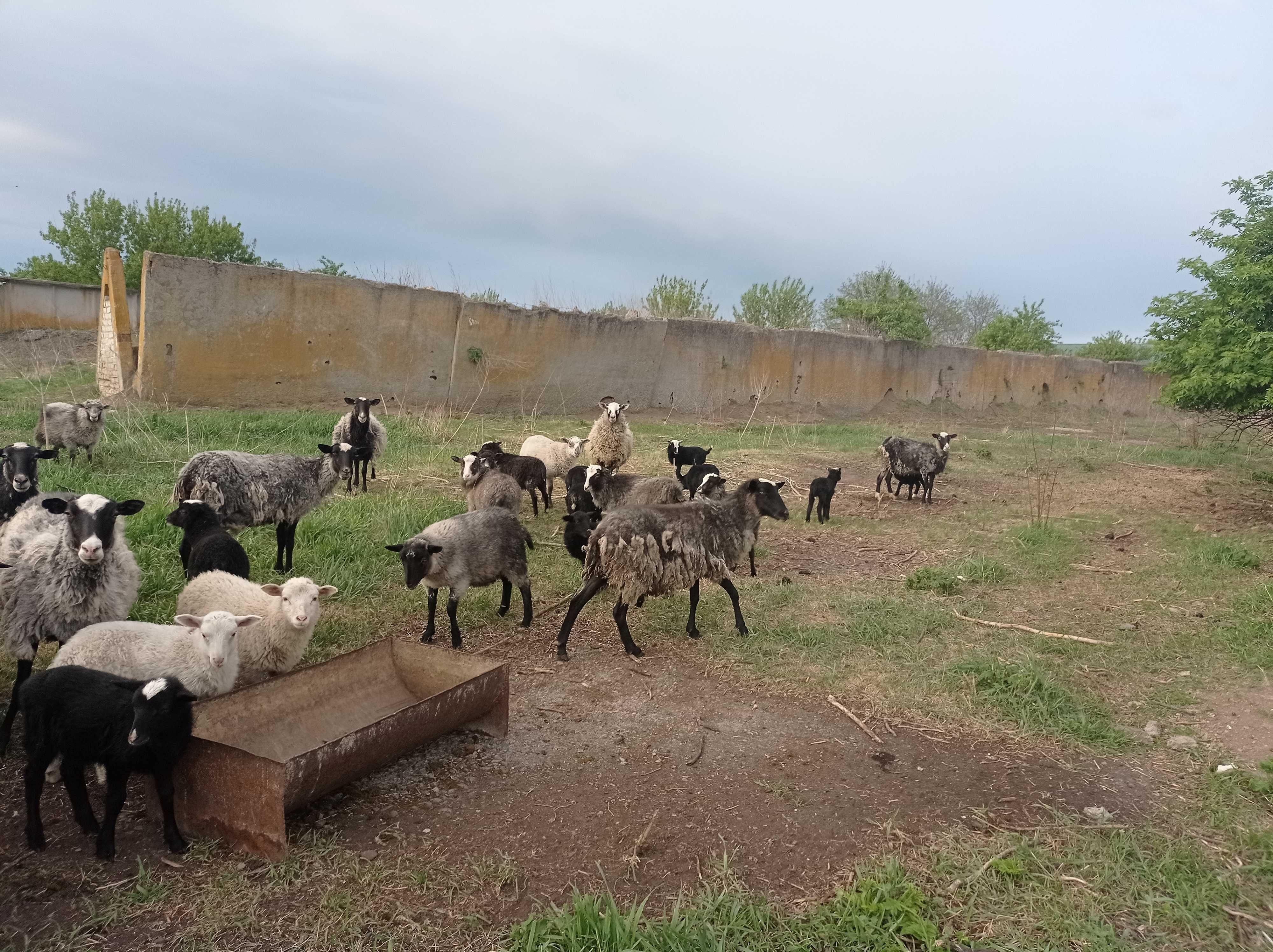 Продам ягнят романовской породы