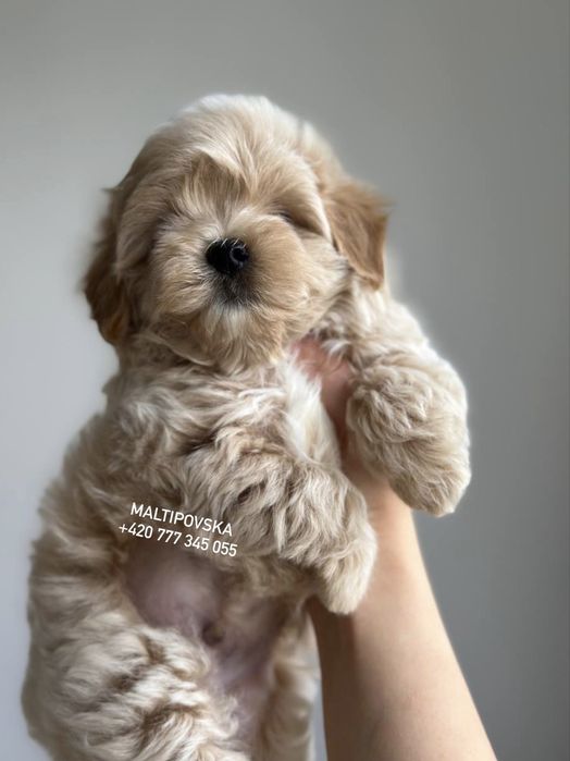 Мальтипу ф1 девочка в Caramel Colour | IN PRAGUE