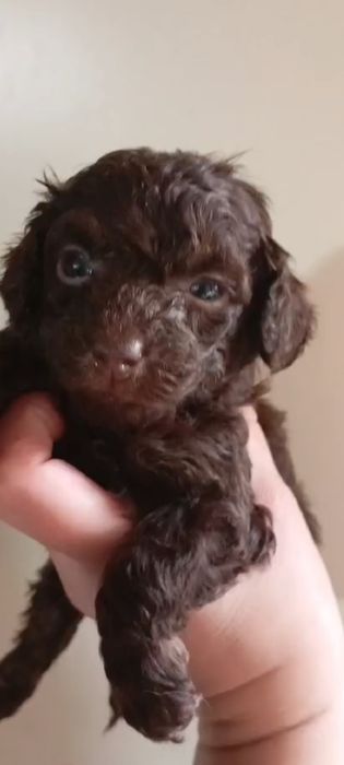 Щенки шоколадного пуделя