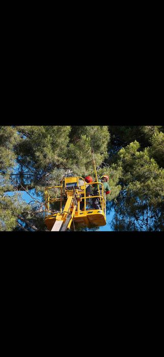Потрібен спеціаліст для спилу дерева