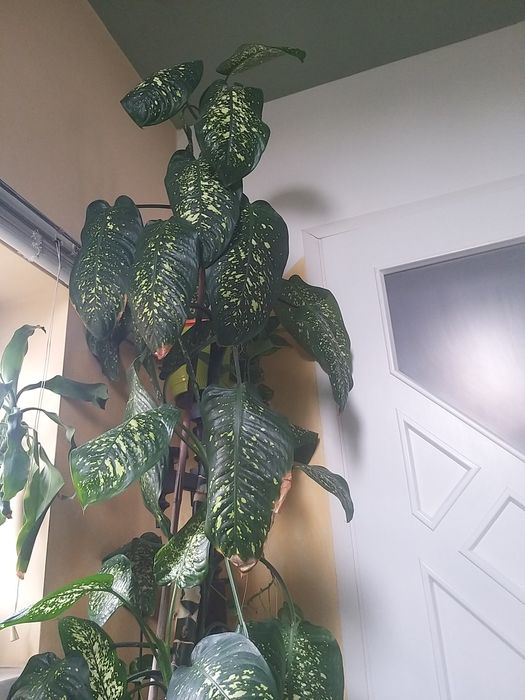 Dieffenbachia duży kwiatek 2.30cm