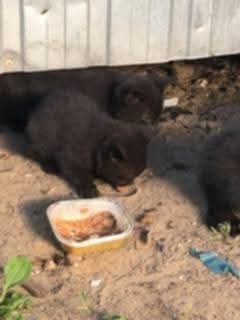 5 kociąt kotów potrzebuje pomocy!