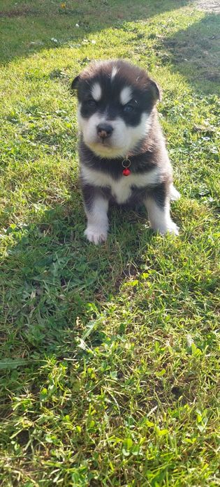 Sprzedam suczke Alaskan Malamute