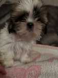 Suczka rasy SHIH TZU