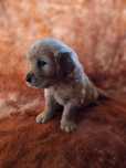 Golden Retriever - złoty szczeniak