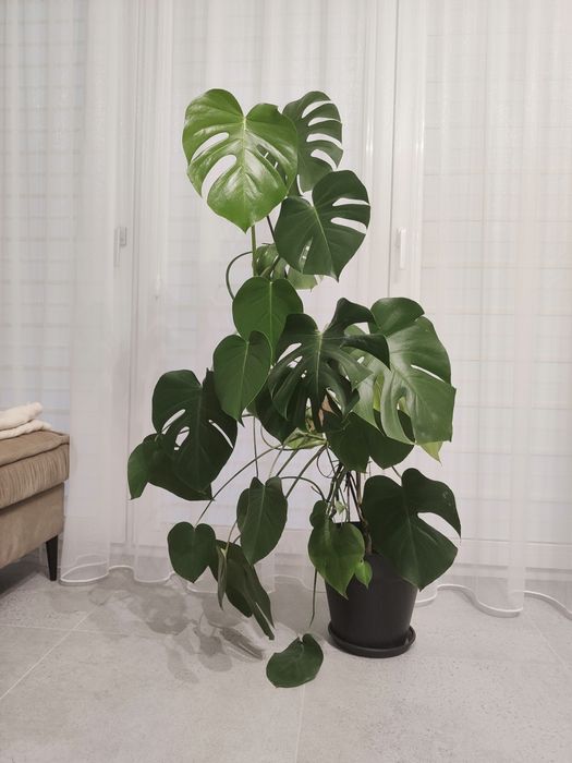 Monstera duża w doniczce