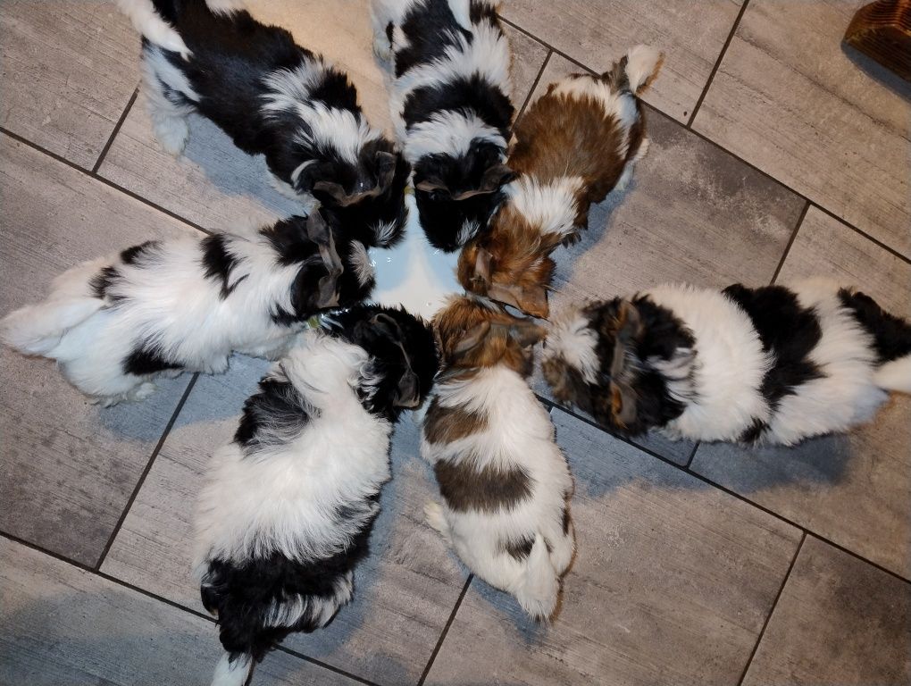 Yorkshire terrier GIZA  Black end white suczka