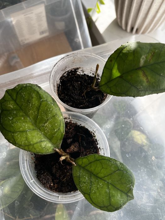 Хойя Світлана, Svetlana hoya