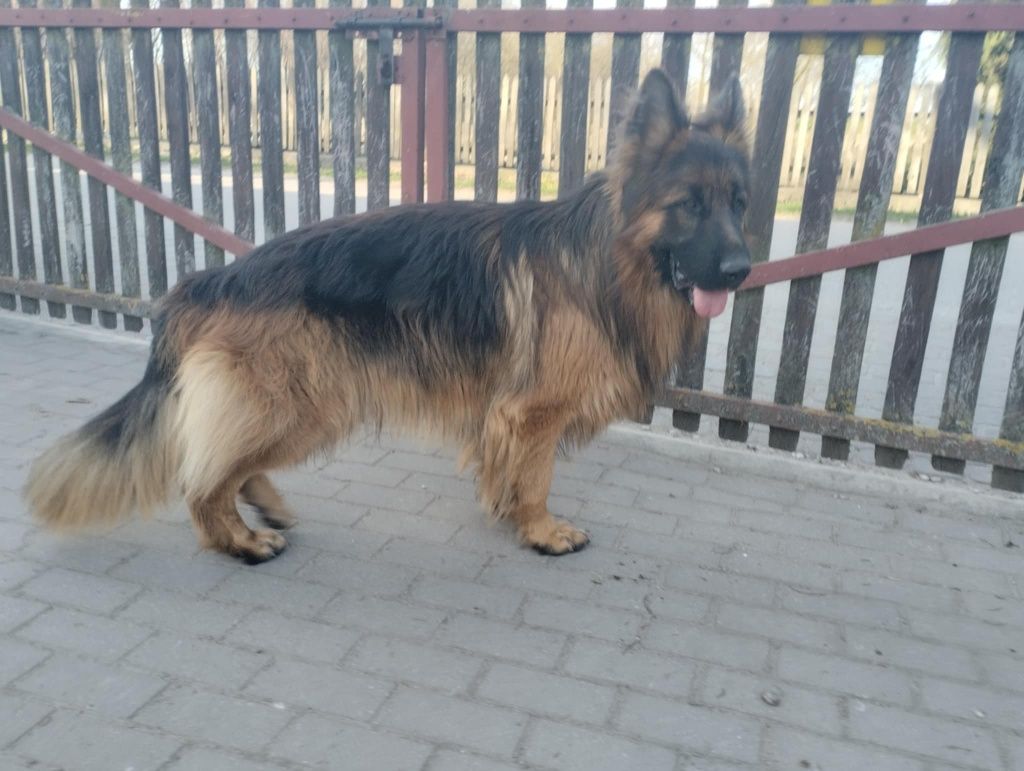 Owczarek  Niemiecki
