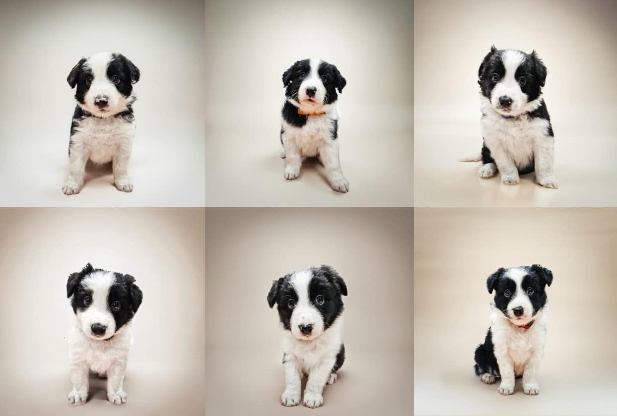 Border Collie ZKwP FCI linia vers - Ostatnie dwa szczeniaczki!