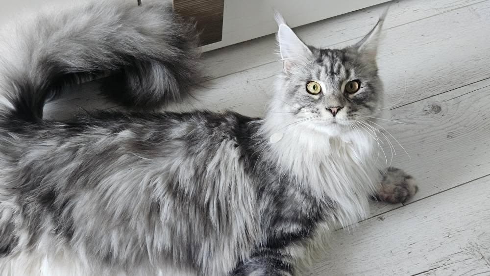 Котик Мей-кун шукає собі люблячу родину.