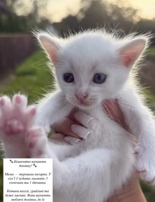 Кошенята шукають домівку