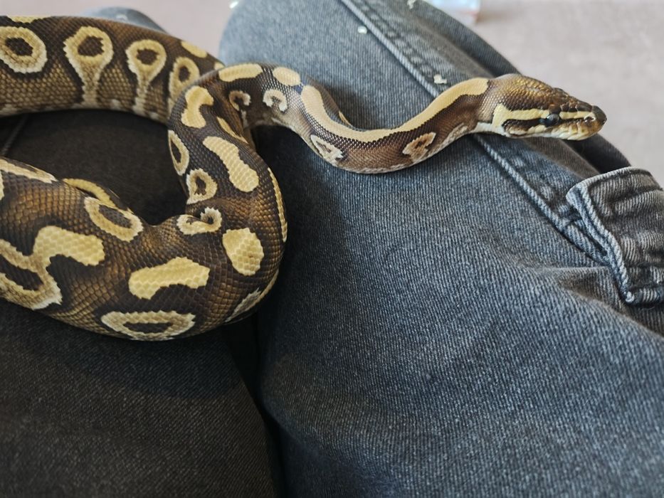 Wężyk samiec phantom