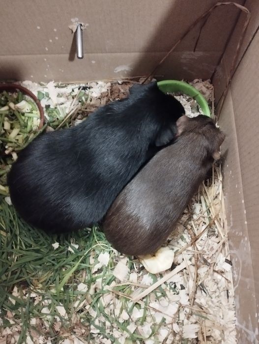 Морские свинки породы английский селф