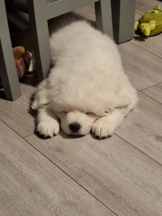 Szczeniak Owczarka Podhalańskiego